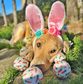 Easter Carrot Dog Tennis Balls: Mini