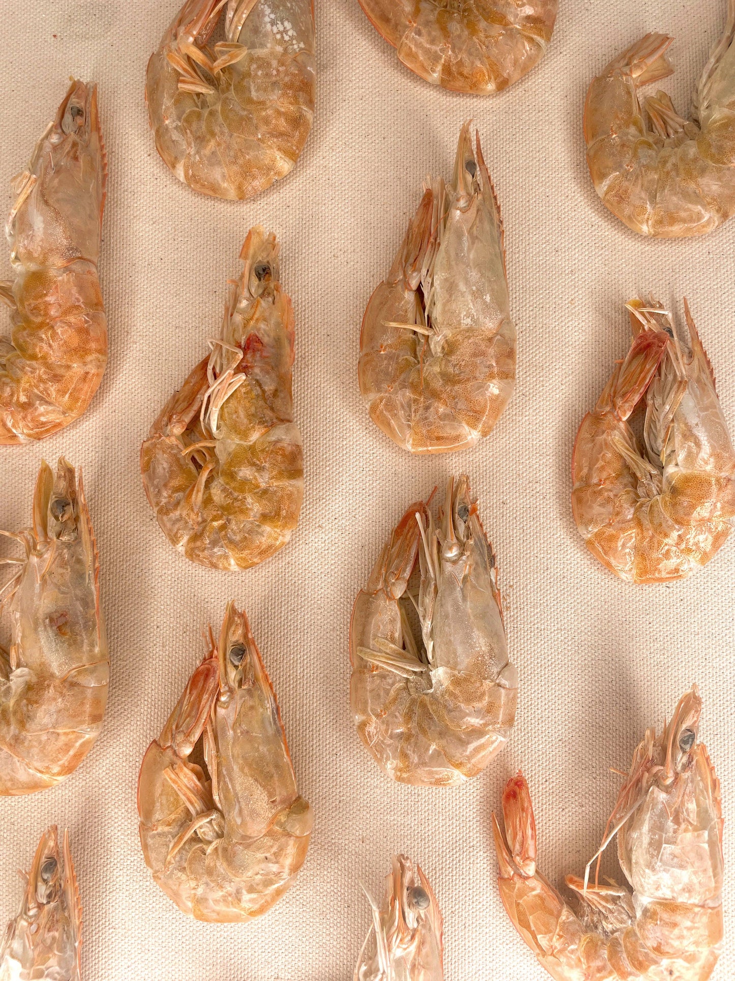 Freeze-dried Shrimp