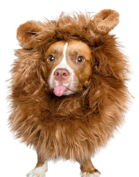 Lion Mane Dog Costume For Medium And Big Dogs