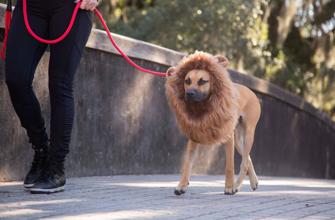 Lion sales dog costume