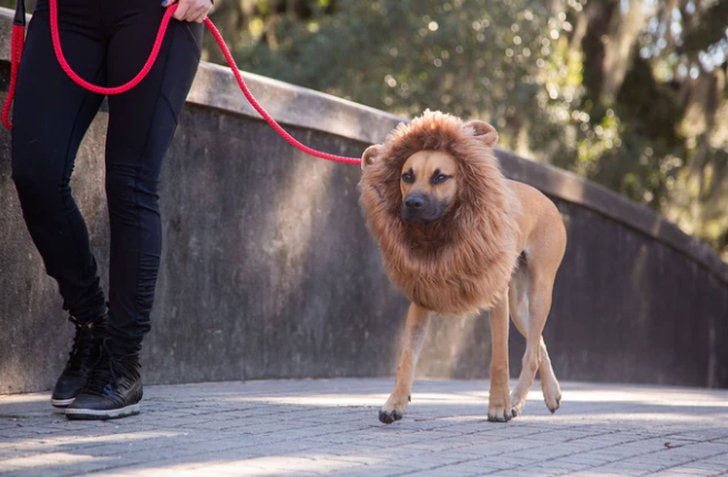 Lion Mane Dog Costume For Medium And Big Dogs