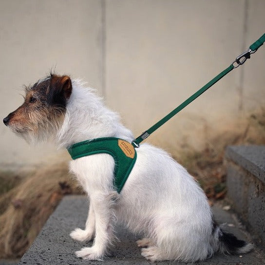 Easy Harness (Charlie's Backyard)