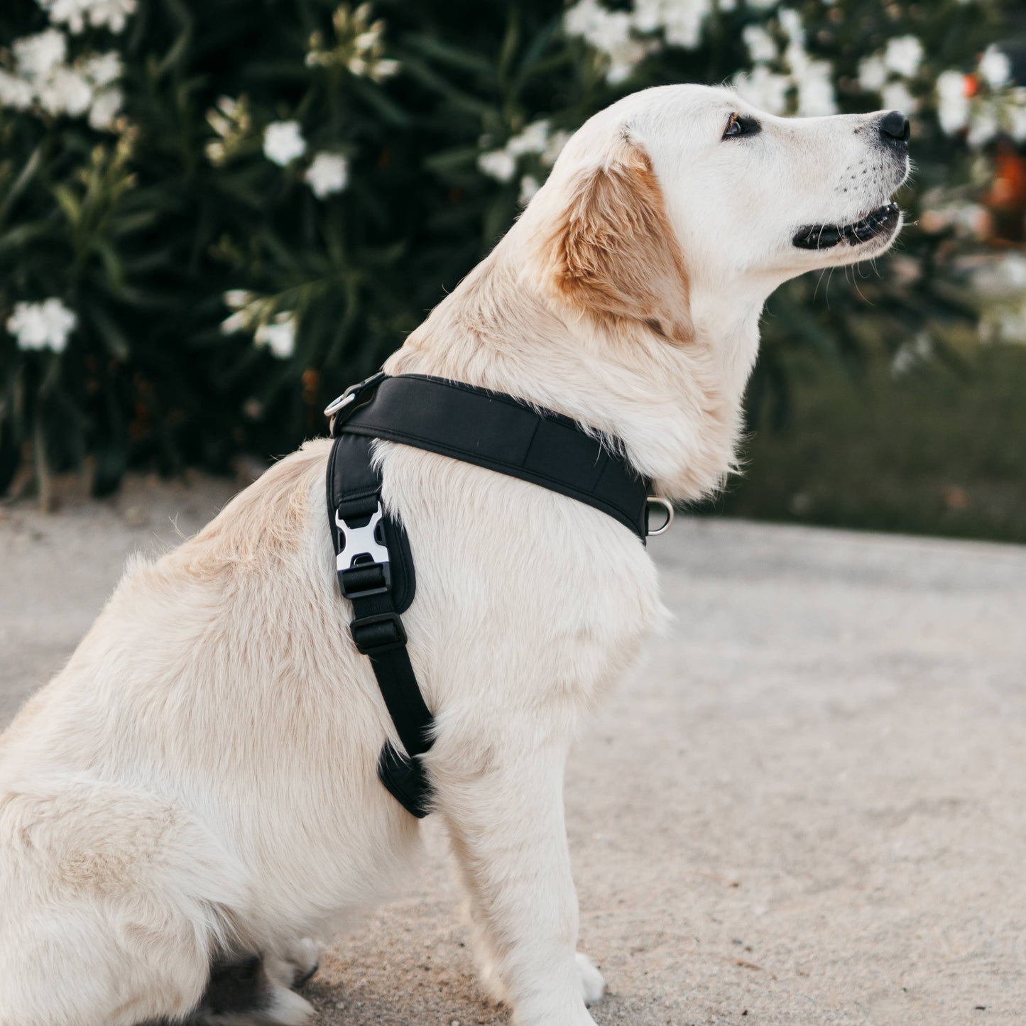 Roam Luxe Harness (Black) | Dog Walking Gear | Dog Harness