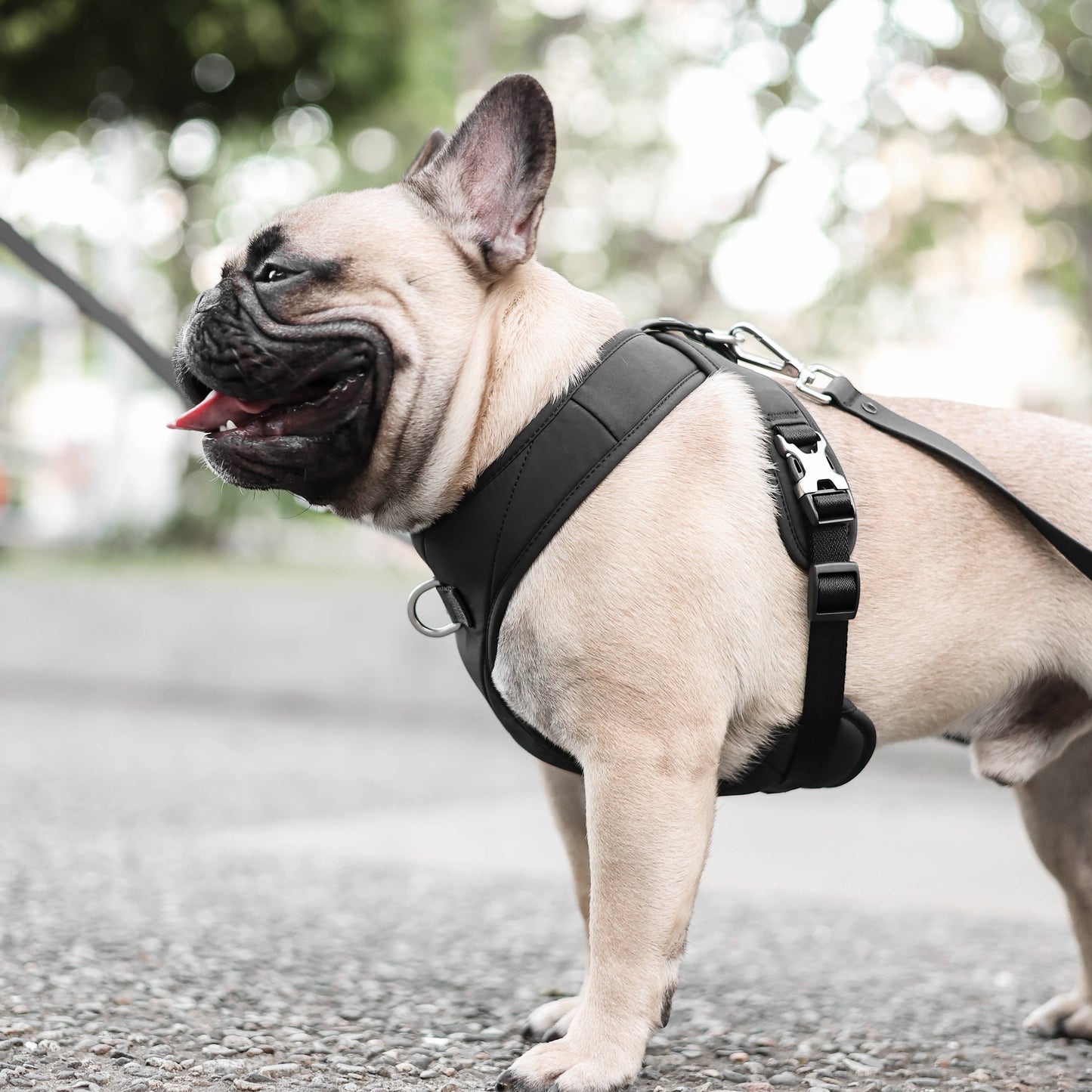 Roam Luxe Harness (Black) | Dog Walking Gear | Dog Harness