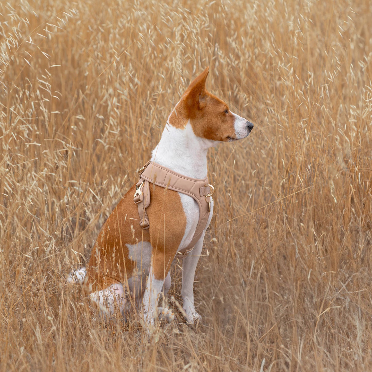 Roam Luxe Harness (Desert) | Dog Walking Gear | Dog Harness