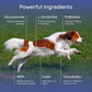 Dog Electrolyte and Joint Supplement | Beef Lovers
