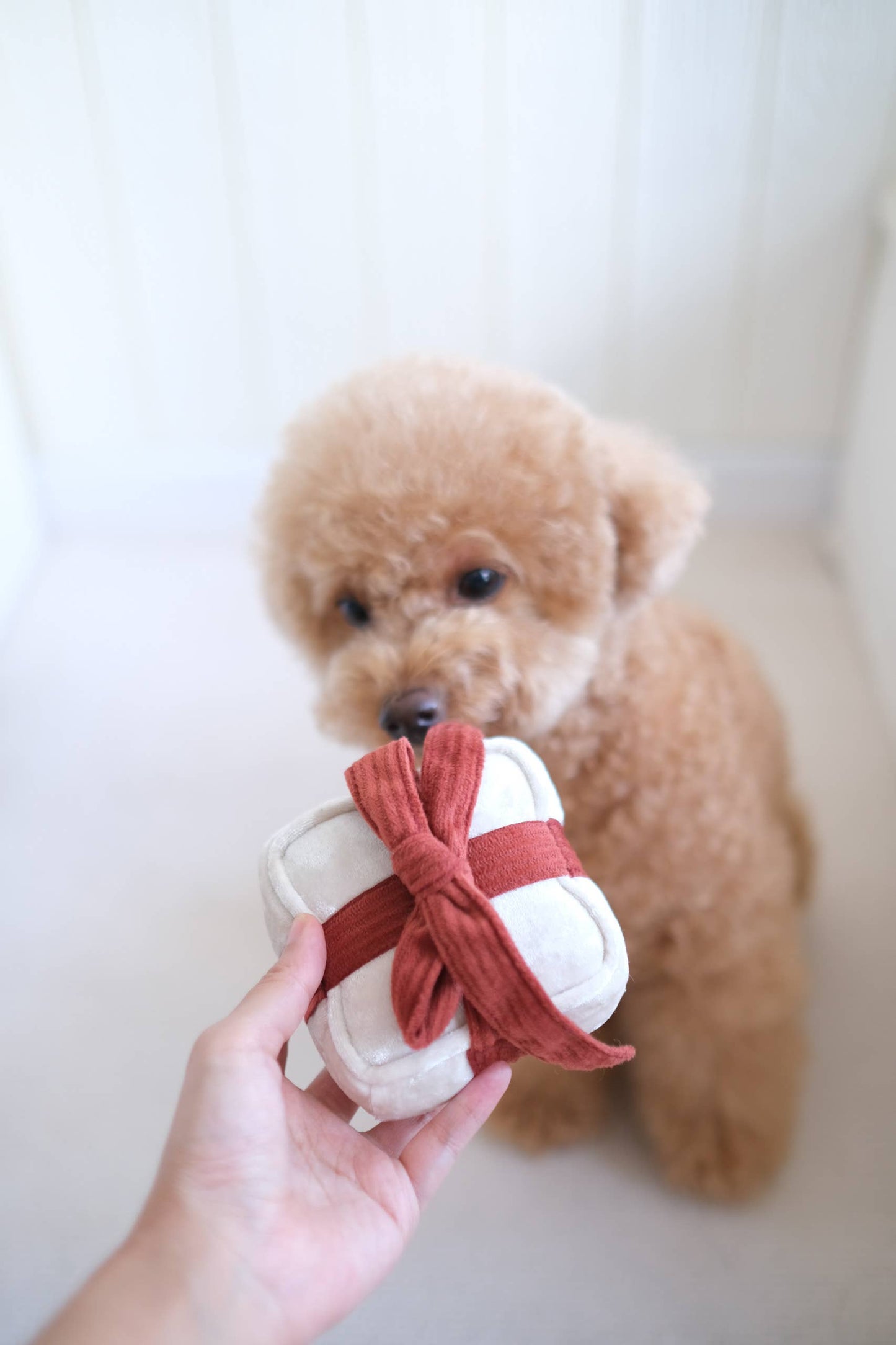 HOLIDAY BOX | CHRISTMAS DOG TOY