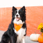 Pumpkin Spice Flannel Fall Dog Bandana