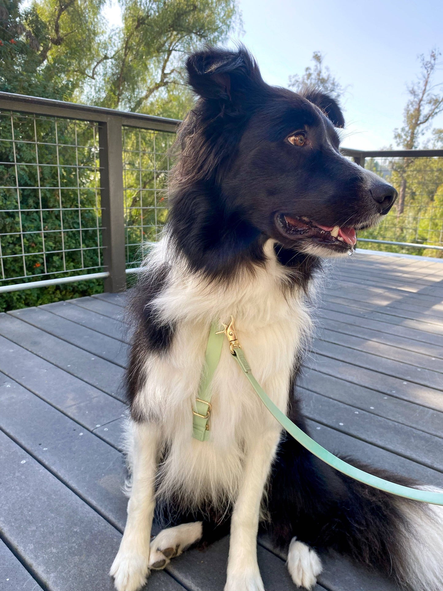 Pistachio Green Cloud Lite Dog Harness