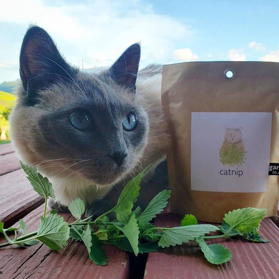 Garden in a Bag | Catnip