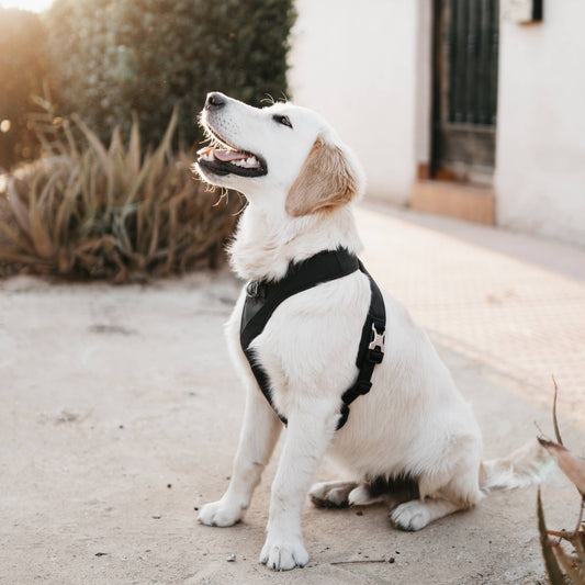 Roam Luxe Harness (Black) | Dog Walking Gear | Dog Harness