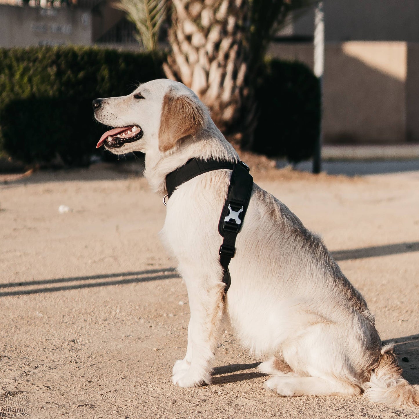 Roam Luxe Harness (Black) | Dog Walking Gear | Dog Harness