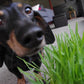 Garden in a Bag | Dog Grass