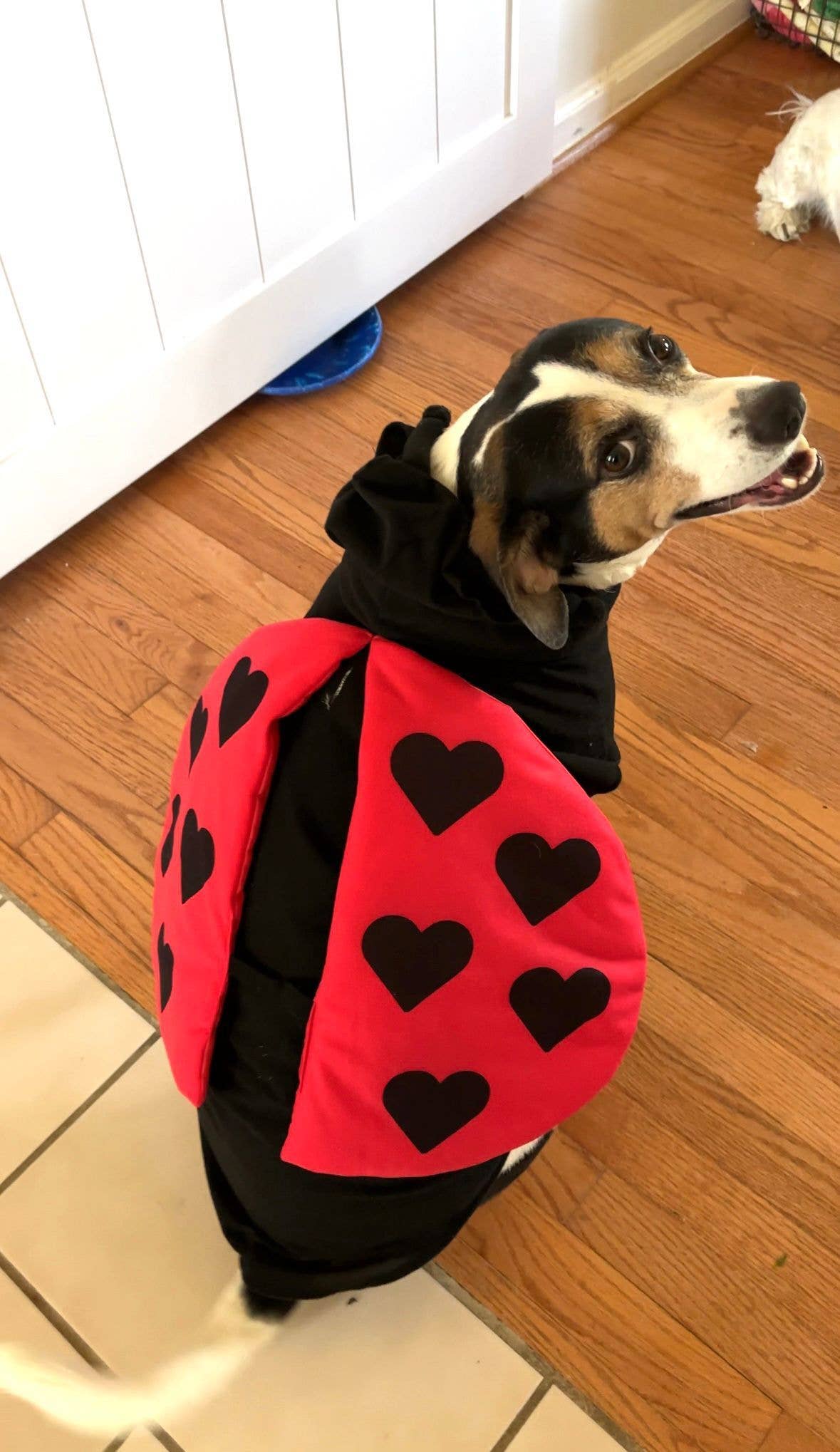 Pet Apparel - Lady Bug