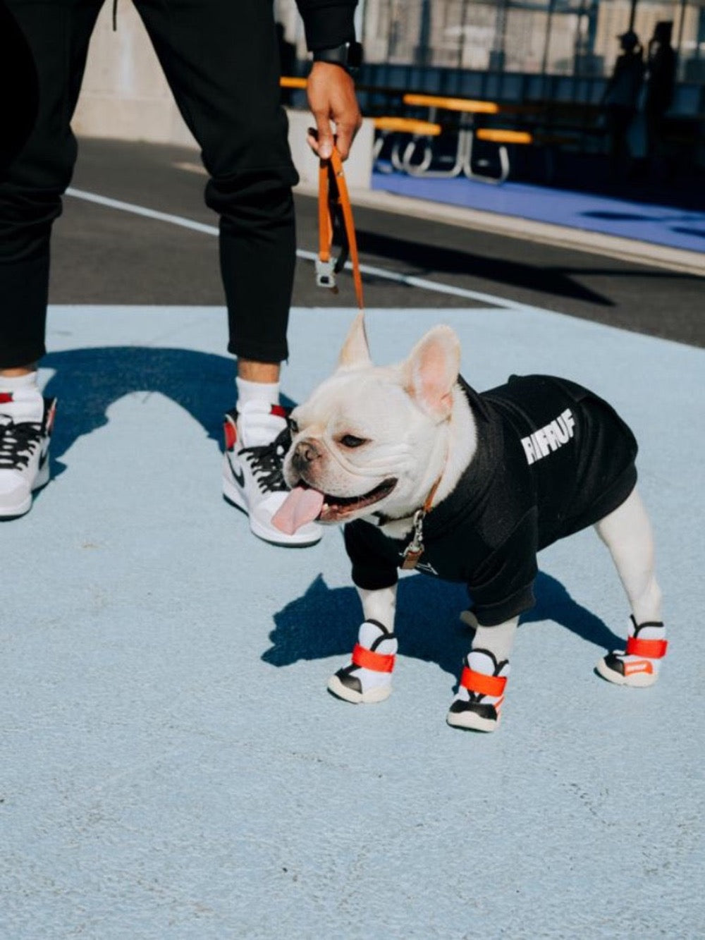 Dog tennis shoes best sale